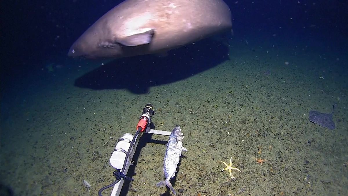 Video z nečekaného objevu: První žralok spatřený ve vodách okolo Antarktidy